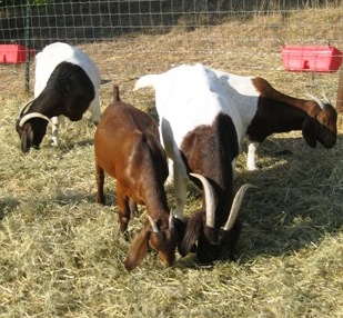 Faith, Sadie, Lily, Homegirl