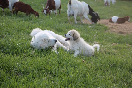 Great Pyrenees Eli & Sidda