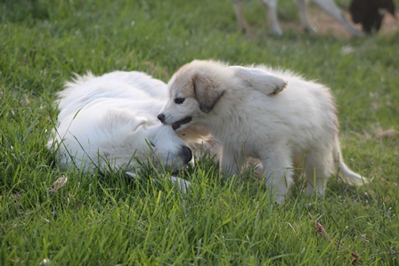 Great Pyrenees Eli & Sidda