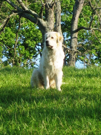 Molly